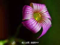 淮安春之宇网络科技有限公司